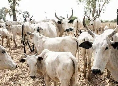 Taraba Recovers 222 Rustled Cows, Arrests Suspects