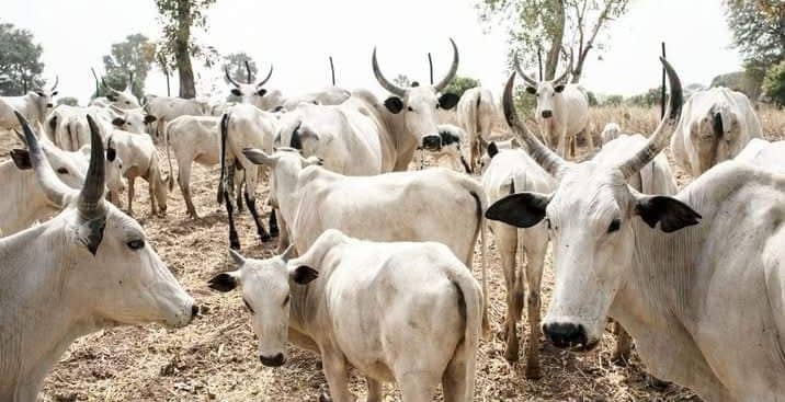 Taraba Recovers 222 Rustled Cows, Arrests Suspects